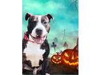 Chomp, American Staffordshire Terrier For Adoption In Marion, Indiana
