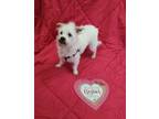 Adopt Snowball a Wirehaired Terrier, Jack Russell Terrier