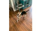 Adopt Peggy a Beagle, Treeing Walker Coonhound