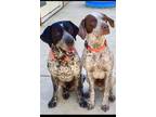 Adopt Moose & Yeager a German Shorthaired Pointer
