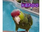 Adopt Kazoo a Amazon