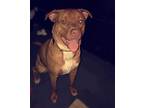 Jax, Staffordshire Bull Terrier For Adoption In Waverly, New York