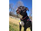 Lulu, Bull Terrier For Adoption In Huntsville, Alabama