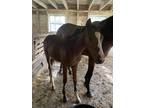TB weanling NY bred filly