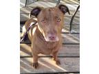 Adopt Lucy Ball and Ethel Em a Pit Bull Terrier, Labrador Retriever