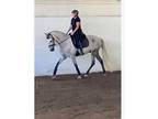 Andalusian gelding