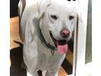 Adopt Joshi - Needs experienced owner a Labrador Retriever