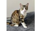 Adopt Diva a Maine Coon, Tabby