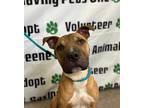 Adopt Herman a Brown/Chocolate Shar Pei / Mixed dog in Xenia, OH (32761652)
