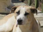 Adopt Ana a White - with Tan, Yellow or Fawn Hound (Unknown Type) / Collie /
