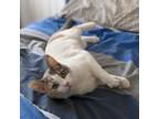 Adopt Pandita a Calico or Dilute Calico Domestic Shorthair / Mixed cat in