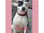 Adopt SHELBY GIRL a American Staffordshire Terrier