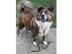 Adopt Norman a Brown/Chocolate - with White Border Collie / Mixed dog in