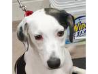 Adopt Beau #50354 a White - with Tan, Yellow or Fawn Coonhound / Mixed Breed