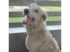 Adopt Frankie a White Great Pyrenees / Mixed dog in Kenedy, TX (32773977)