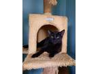 Adopt Jagger a All Black Domestic Shorthair / Mixed (short coat) cat in