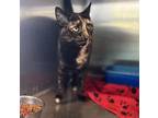 Adopt Tatum a Tortoiseshell Domestic Shorthair (short coat) cat in Jacksonville