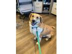 Adopt Sadee a White - with Tan, Yellow or Fawn Collie / Mixed dog in New