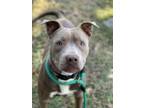 Adopt Chomper a American Staffordshire Terrier, Pit Bull Terrier