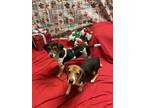Adopt Laverne and Shirley (Bonded) a Beagle
