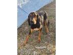 Adopt Madison a Black and Tan Coonhound, Foxhound
