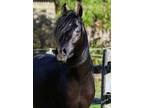Black Arabian Straight Egyptian Stallion