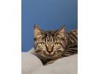 Adopt HERMIONE a Brown Tabby Domestic Mediumhair / Mixed (medium coat) cat in