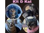 Adopt Kit a Gray, Blue or Silver Tabby Domestic Shorthair (short coat) cat in
