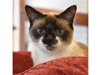 Adopt Georgie a Brown or Chocolate (Mostly) Snowshoe / Mixed (short coat) cat in