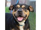 Adopt Snoopy a Rottweiler
