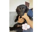 Adopt Xi Xiao a Black Border Collie / Mixed dog in Surrey, BC (32793851)