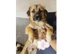 Adopt To Er a Tan/Yellow/Fawn - with Black Border Terrier / Border Collie dog in