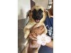 Adopt Pi Si a Tan/Yellow/Fawn - with Black German Shepherd Dog dog in Surrey