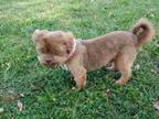 Adopt Cocoa a Brown/Chocolate Shih Tzu / Mixed dog in Lee's Summit