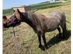 MRAs Luck Be A Lady 5 Year Old ASPCAMHR Bay Roan Mare