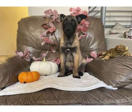 Baby Belgian Malinois Male is a Male Belgian Shepherd Malinois Puppy For Sale in Culver City CA