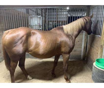 Beautiful AQHA Registered Broodmare Quarter Horse - Sorrel is a Female Quarter Horse in Bloomington IN