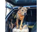 Adopt Briar a Brindle Shepherd (Unknown Type) / Pit Bull Terrier / Mixed dog in