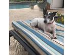 Adopt Sparky a White - with Tan, Yellow or Fawn Rat Terrier / Mixed dog in