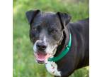 Adopt Benjamin a Black Labrador Retriever / Great Dane / Mixed dog in
