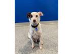 Adopt Snoopy a White - with Tan, Yellow or Fawn Rat Terrier dog in Bartlesville