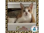 Adopt Callie a Domestic Short Hair, Calico