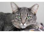 Adopt Stubby a Gray or Blue Domestic Shorthair / Domestic Shorthair / Mixed cat