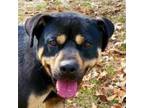 Adopt King a Black Rottweiler / Mixed dog in Hopkins, SC (32803729)