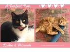 Adopt Hannah a Orange or Red Tabby Domestic Shorthair (short coat) cat in Enka