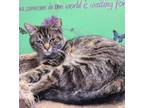 Adopt Lillian a Gray or Blue Domestic Shorthair / Domestic Shorthair / Mixed cat