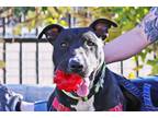 Adopt Oscar a Bull Terrier / Mixed dog in Albuquerque, NM (32803380)