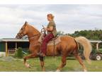 Tennessee Walking Horse Gelding Palomino The real Deal