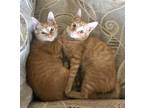 Adopt Vincent a Orange or Red Tabby Domestic Shorthair (short coat) cat in Enka