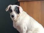 Adopt Bernie a Beagle / Mixed dog in Salt Lake City, UT (32818058)